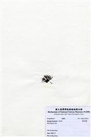 藏品(偏列羽藻)的圖片